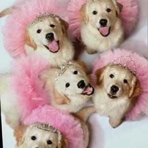 Meet your Posher, Jane